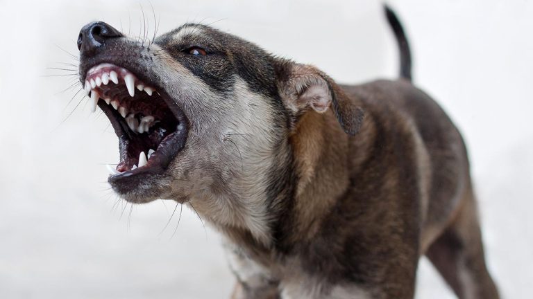 Mardin'de köpekten kaçarken kaybolan 12 yaşındaki çocuk bulundu